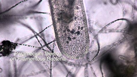 Filamentous Bacteria Youtube