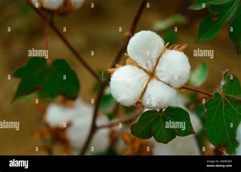 Cotton Plant Ready To Harvest Stock Photo Alamy