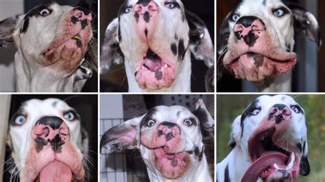 Expressive Great Dane Has A Bright Future In Modeling Mashable