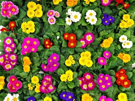 14 Best Autumn And Winter Bedding Plants For Year Round Color
