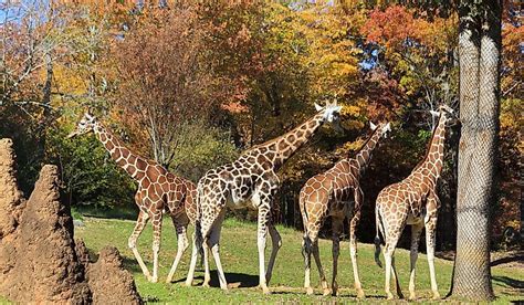 5 Of The Largest Zoos In The Us Worldatlas