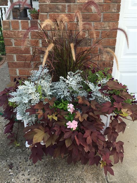 This dense, woody vine explodes into huge masses of. purple fountain grass, sweet potato vine, dusty miller ...