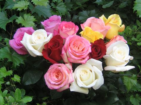 Rosas De Colores Parte Ii 10 Fotografías Gratis
