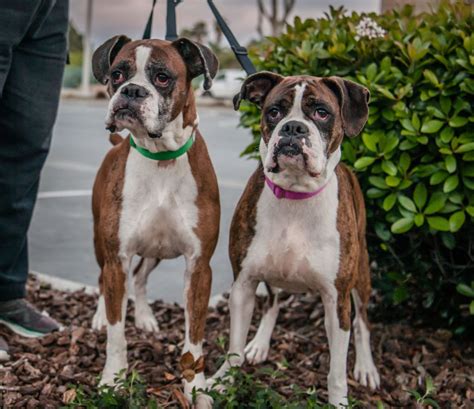 Boxer Puppies Rescue California
