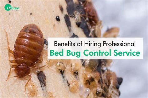 Top 5 Benefits Of Hiring Bed Bugs Control Services Hicare