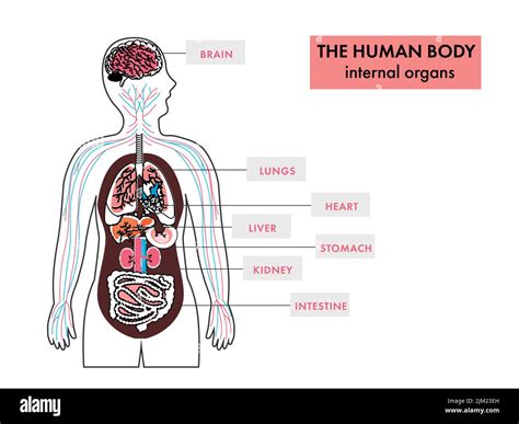 Anatomie Des Organes Internes Du Corps Humain Infographie Sur Fond