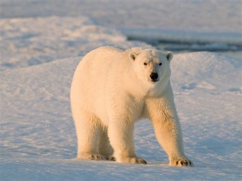 Ten Facts About Polar Bears