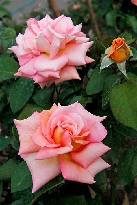 Hybrid Tea Rose ‘scent Sation Garet Fyer Uk1998 Hybrid Tea Roses
