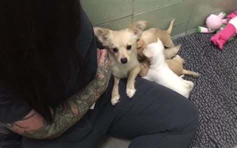 Rescued Mama Dog Wont Leave Corner Until Puppies Arrive