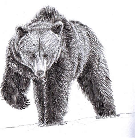 Pin By Luke On A Teenagers Guide To Survival Bear Illustration