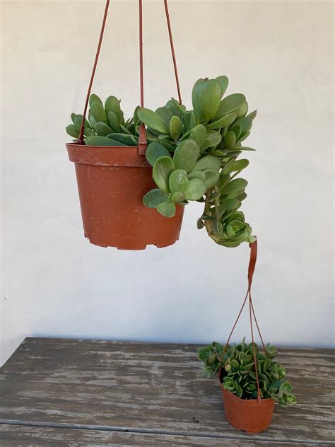 It produces magenta dime size flowers that close at night this trailing succulent plant would make a great gift for someone who loves the sea. 6" Trailing Jade Succulent, Hanging Succulents, Trailing ...