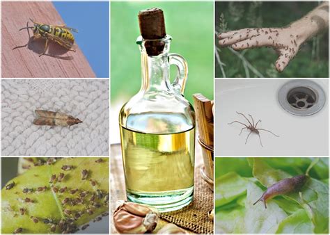 How to keep aphids out of your vegetable garden. 5 Natural Oils To Keep Pests Out of Your Home & Garden