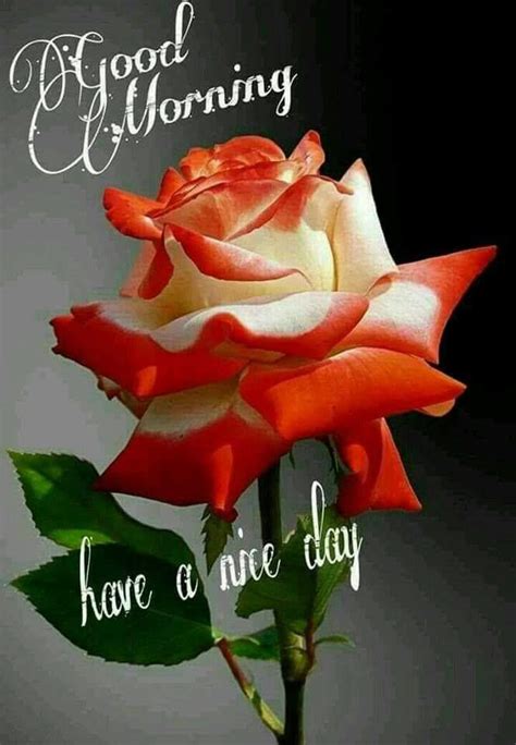 I pray to god in the morning, thanking him for making you mine and letting me live one more day in paradise. 6. Beautiful Good Morning Rose Pictures, Photos, and Images ...