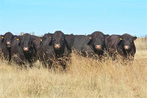 Sussex Cattle South Africa