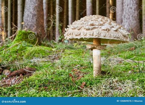 Chlorophyllum Olivieri In The Natural Environment Stock Photo Image