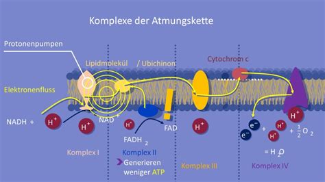 Atpmolar kütlesi ve moleküler ağırlığı 240,974dır. Zellatmung • Überblick, Ablauf und Energiebilanz · mit Video