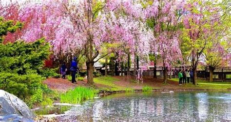 You Can See Cherry Blossoms In Full Bloom At This Japanese Garden In