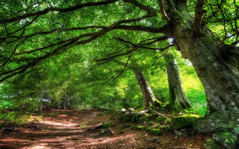 As the lone survivor of a passenger jet crash, you find yourself in a mysterious forest battling to stay alive against a society of cannibalistic mutants. Wallpaper : sunlight, trees, nature, park, branch, green ...
