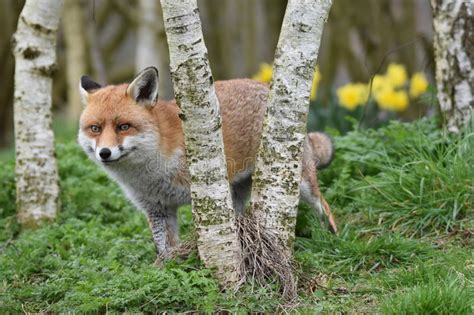 Adult Red British Fox Stock Photo Image Of Beauty Animal 88528190