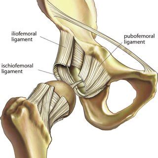 Other articles where ligamentum teres femoris is discussed: Transverse acetabular ligament, acetabular labrun, and ...