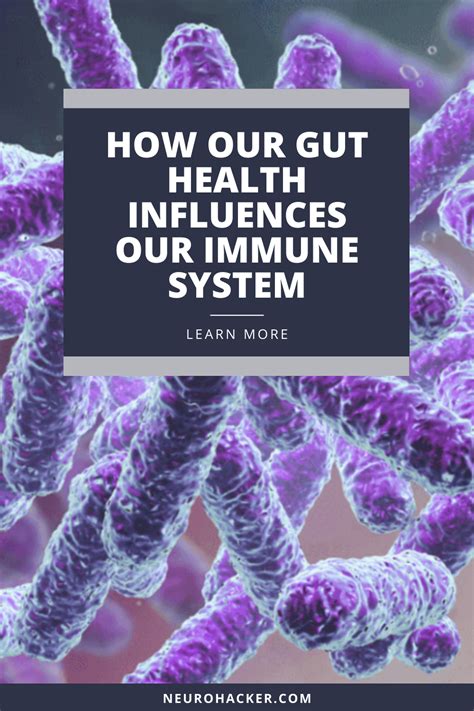 How The Gut Microbiota Influences Our Immune System Artofit
