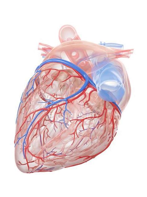 Realistic Human Heart And Blood Vessels On White Background Digital