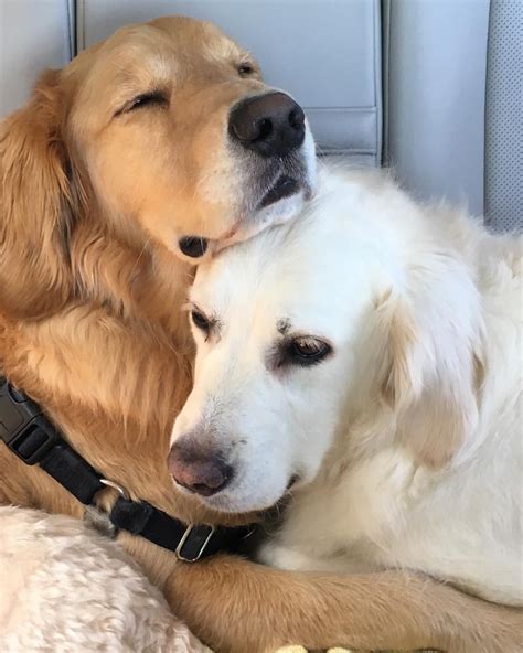 Puppy Hugs Cute Puppies Dogs And Puppies Cute Dogs Doggies Golden