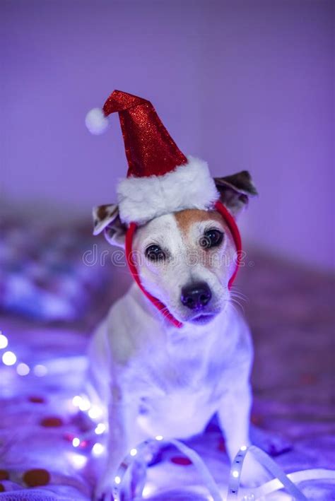 Funny Dog In A Santa Hat Costume For A Masquerade Party Festive