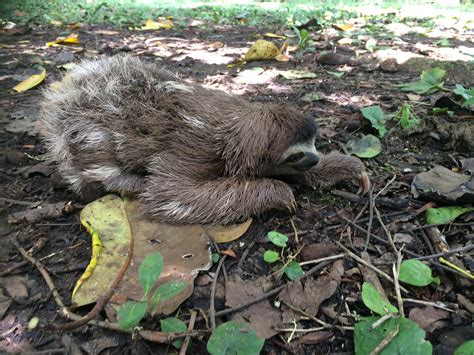 Baby Sloths Everything You Always Wanted To Know Sloth Conservation