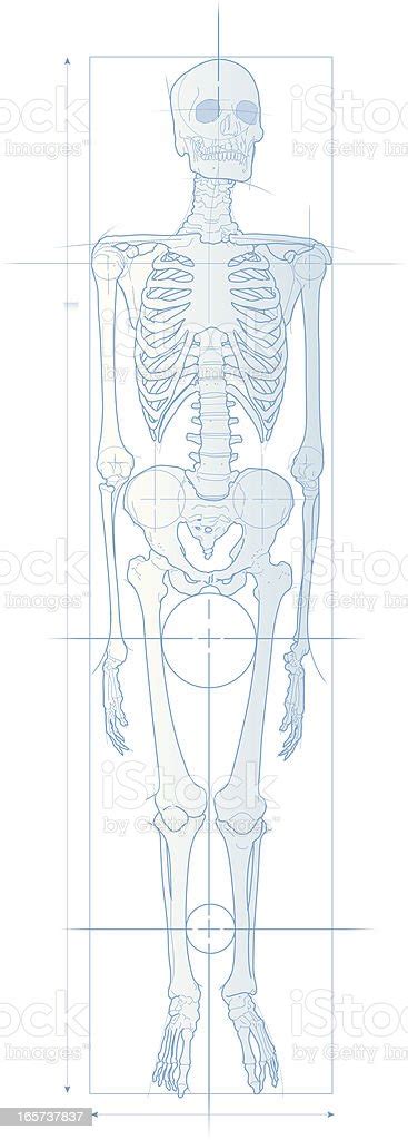 Skeleton Blueprint Stock Illustration Download Image Now Anatomy