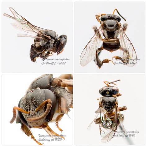 See more ideas about stingless bees, bee, native bees. Tetragonula minangkabau - Meliponine / Stingless Bee ...