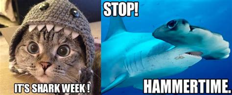 Best Shark Memes Popsugar Tech
