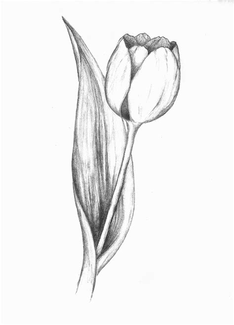 Pin de Pilar em My Draws Tatuagem de tulipa, Pintura de tulipa