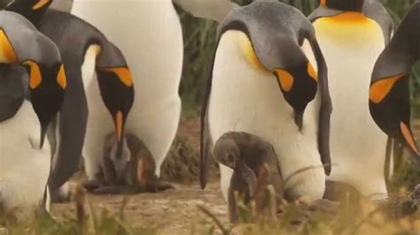 Parque Pinguino Rey Punta Arenas Informacion Como Llegar Que Ver
