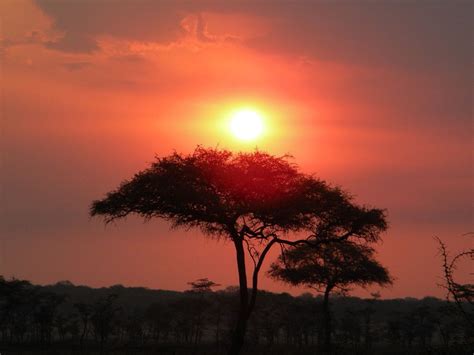 Sunset In Masai Mara Kenya Sunset African Safari Safari