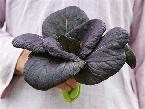 1024 x 933 jpeg 162 кб. Purple Lady Bok Choy | Autumn garden, Garden seeds, Seeds