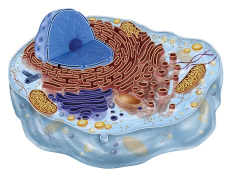 Biologia Celular 1 La Celula Animal