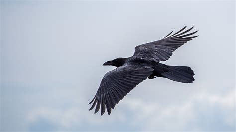 Raven Mythology And Folklore Trees For Life