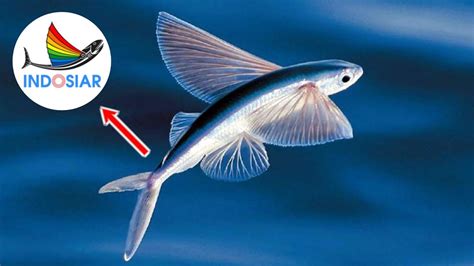 Ikan Torani Mengenal Ikan Terbang Yang Jadi Logo Stasiun Tv Indosiar Ikan Torani Youtube