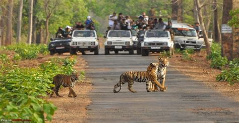 Wildlife Sanctuaries In India A Closer Look Blog Now