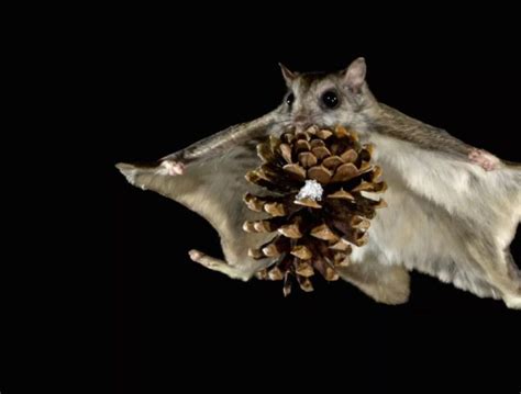 Turns Out Flying Squirrels Can Fly While Holding Giant Pine Cones