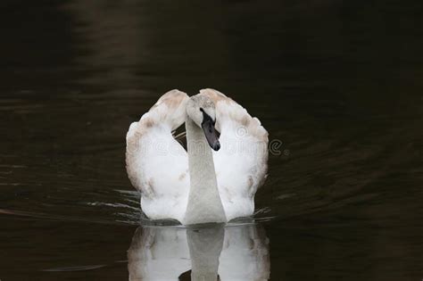 Amazing Shot Of A Lonely White Swan Floating On The Lake Stock Photo