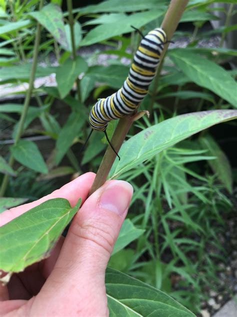 Like most wildflowers, milkweed is easy to grow and requires very little pampering. Pin by Andrea Fish on My Butterfly Garden | Swamp milkweed ...