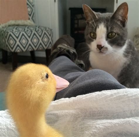Cats Who Secretly Love Ducks But Shhh Dont Tell Anyone