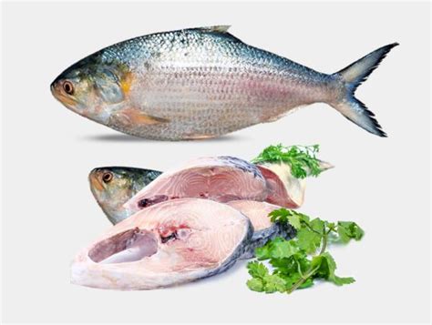 Whole Hilsa Fish