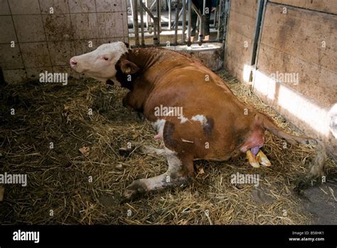Vache dans les premières étapes de l accouchement Photo Stock Alamy