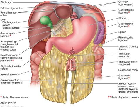 And pancreatic body, are observed. omentum greater and lesser - Google Search | Human anatomy ...