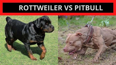 Rottweiler Vs Pitbull Apbt Youtube