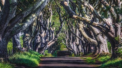 Download Wallpaper 2560x1440 Alley Road Trees Branches Grass