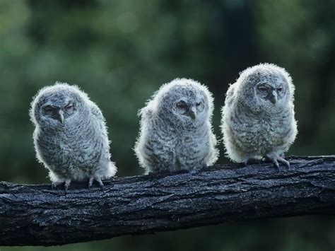 Baby Owls All You Need To Know With Pictures Birdfact